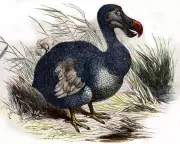 Dodo De-Extinction Breakthrough: Scientists Make Giant Leap Towards Resurrecting Lost Bird