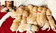 Dog Sitter's Holiday Nightmare: Beloved Labrador Puppies Vanish in Sussex