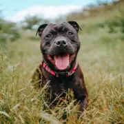 Dog Trainer Reveals: 5 Simple Commands Every UK Pet Owner Must Know