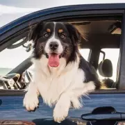 Drivers Beware: Leaving Your Dog in the Car Could Land You a £2,500 Fine and a Driving Ban