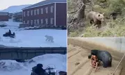 Face to Face with Death: Terrifying Bear Attacks Caught on Camera as Hikers Battle for Survival