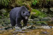 First Fatal Bear Attack in Arkansas in Decades Leaves Community in Shock | Independent
