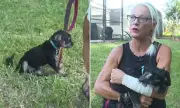 Florida Woman Punches Alligator to Save Puppy in Jaw-Dropping Rescue | Daily Mail