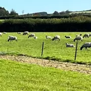 Football Chaos: 200 Seagulls Invade Pitch, Force Match Postponement in Stunning Wildlife Takeover