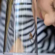 Forget Chemicals! 7 Powerful Spider-Repelling Plants to Keep Your Home Bug-Free This Autumn