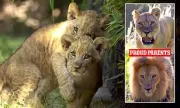 Fort Worth Zoo Celebrates Rare Lion Cub Birth: A Roaring Success for Conservation