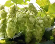 From Garden to Pint Glass: The Ultimate Guide to Growing Your Own Hops for Home Brewing