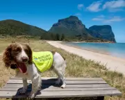 From Rat Hunter to Retiree: Sebbi the Detection Dog Enjoys Well-Earned Rest on Lord Howe Island