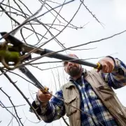 Gardeners Alert: Urgent Tree Branch Warning Issued for This Weekend