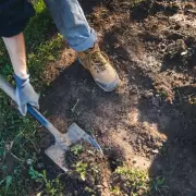 Gardeners Beware: Popular Houseplant Turns Into Unstoppable Green Monster