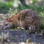 Gardeners' Fury: 'Rat-Proof' Your Garden With These 7 Natural Deterrents That Actually Work