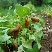 Gardeners Rejoice: The Secret to Banishing Slugs for Good Revealed