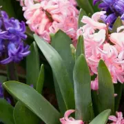 Gardeners, Rejoice! Two Simple Flowers to Plant Now for a Pest-Free Summer