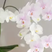 Gardeners' Secret Weapon: Two-Ingredient DIY Spray That Obliterates Plant Pests