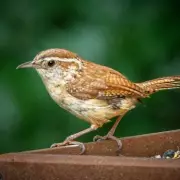 Gardeners' SOS: Urgent 10-Minute Hose Check to Slash Water Bills and Beat Drought Restrictions