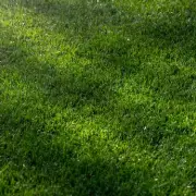 Gardening Expert Reveals: 10-Minute Trick Stops Plants Dying in a Heatwave