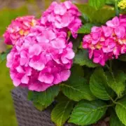 Gardening Experts Reveal One Simple Trick to Buy the Healthiest Plants Every Time | UK Gardening