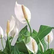 Gardening Expert's Secret: One Cup of Water Transforms Your Peace Lily Into a Flowering Marvel