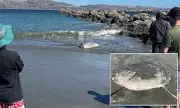 Gargantuan Hoodwinker Sunfish Washes Ashore on California Beach in Baffling Mystery