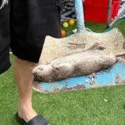 Giant 'Monster Rat' Measuring 20 Inches Spotted in UK Garden | Shocking Footage