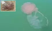 Giant 'Sea Monster' Jellyfish With 70-Foot Tentacles Washes Up on Texas Beaches