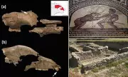 Gladiators vs Bears: Shocking Fossil Evidence Rewrites Roman History