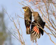 Glossy Black Cockatoo Crisis: Australia's Bird of the Year 2025 Faces Habitat Catastrophe