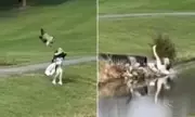 Golf Course Chaos: Rampaging Goose Attacks Player in Terrifying On-Course Assault