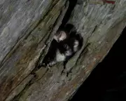 Greater Glider Granted Lifeline: Environment Minister Acts to Protect Native Species Following Legal Victory