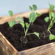 Green Thumbs Up! The Ultimate Guide to Crops You MUST Sow in Your Garden This October