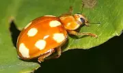 Harlequin Ladybird Invasion: Britain's Gardens Overrun by Foreign Beetle Species