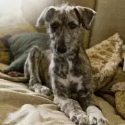 Heartbreak as Beloved Rescue Dog Duke Returns to Shelter After Just 24 Hours