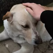 Heartbreaking Moment: Abandoned Dog Returns to Shelter After Family Rejection