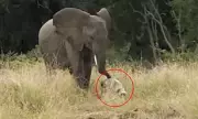 Heartbreaking Moment: Elephants Discover Skull Of Fallen Herd Member In Poignant Display Of Animal Grief