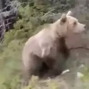 Hikers' Final Horror: Chilling Last Moments Captured on Camera Before Deadly Bear Attack in Canada