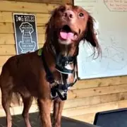 Honeymoon Hell: Dream Maldives Trip Turns Into 48-Hour Airport Nightmare With Beloved Dog