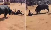 Horrific Bull Goring: Teenage Boy Tossed Repeatedly in Terrifying Festival Attack | Daily Mail
