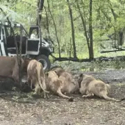 Horror at Wildlife Park: Keeper Mauled to Death by Lions in Front of Screaming Visitors