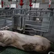 Horror on the Farm: UK Farmer Killed in Freak Auger Accident