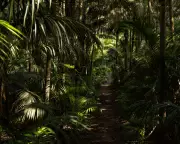 How a Humble Australian Palm Became Queen Victoria's Favourite Plant | The Royal Obsession with the Kentia Palm