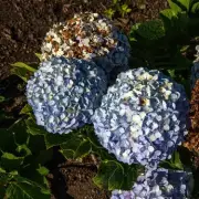 Hydrangea Rescue: The One Simple Trick to Revive Wilting Blooms Instantly