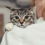 Incredible Cross-Species Adoption: Mother Cat Adopts Orphaned Puppy in Heartwarming UK Tale