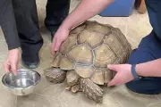 Indiana Tortoise Found After Five Years: Incredible Reunion Stuns Owners