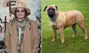 Johnny Depp's Rescue Dog in Sheep Mauling Horror on UK Farm | Animal Attack Drama