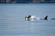 Jubilation as Endangered Southern Resident Orca Calf Spotted in Puget Sound