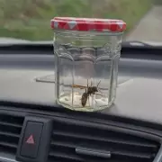 Killer Asian Hornets Invasion: UK on High Alert as Deadly Insects Spotted