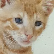 Kitten Used as Live Bait in Sick Dog Fighting Game Rescued by RSPCA in Manchester