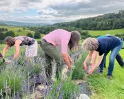 Lavender Fields Forever: A New Purple Haze Descends on the Lake District