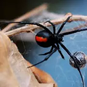 Man Killed by Pet Black Widow Spider in Austrian Horror Incident