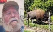 Maryland Farmer's Pet Buffalo 'Dozer' Turns on Owner in Savage Barn Attack | Exclusive